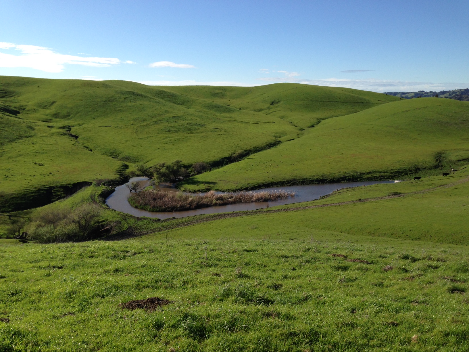 Open land and a cow pond in the California Hills